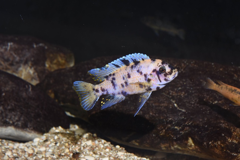 Maylandia zebra 'Mitande Reef (Rocks)'